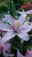 pale purple lily