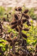 most beautiful nature plants