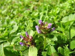 flowering potatoes in the garden close-up on blurred background
