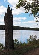 tree stump on waterside at summer