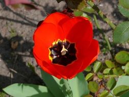 red tulip with dark middle bloom
