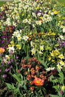 spring flowers in the meadow