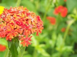 orange flower among green plants in the garden
