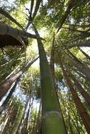 bamboo forest in tropics