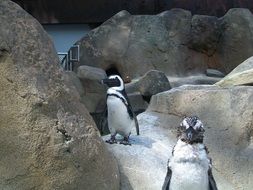 penguins in the aviary in the zoo
