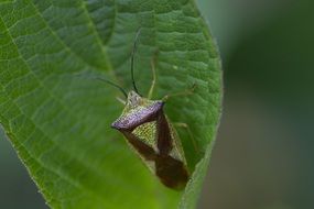 wonderful heteroptera bug