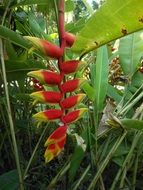 huasteca flowers