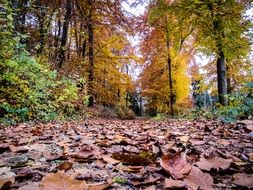 wonderful forest leaves
