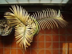green cycad plants in potted