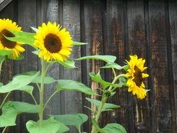 garden sunflowers and wooden fence