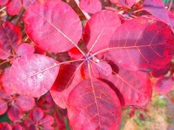 Close-up of the red foliage