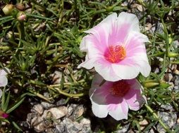 Picture of the rosa pink flowers