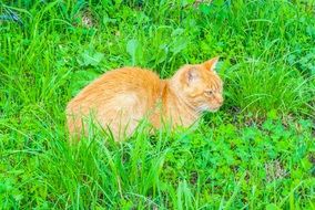 extraordinary beautiful orange cat