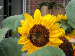 Sunflower with the bees on it