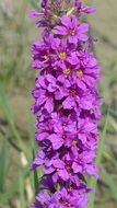 beautiful violet flower macro