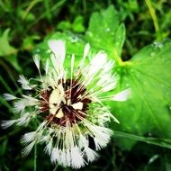 shabby dandelion head