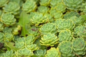 sedum green plant