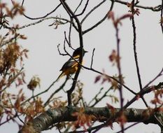 Beautiful and colorful, little Baltimore oriole on the tree with colorful leaves