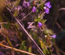 macro shot of blue flowers