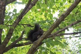 Black squirrel on a tree