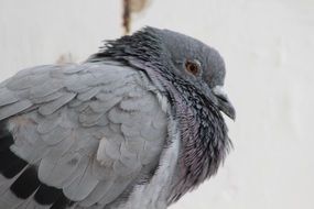 Gray pigeon bird