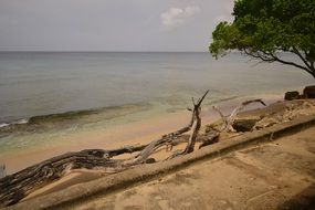 exotic beach in Barbados