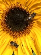 Bumblebees on inflorescence of sunflower