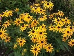 Bush with yellow flowers