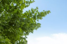 Green leaf tree against the sky
