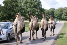 camels go on the road near the car