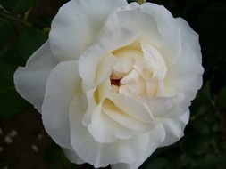 tenderness of a rosebush flower