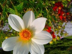 Red and white flowers