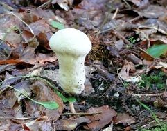 white mushroom among dry leaves in the forest