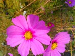 pink cosmos flowers close up