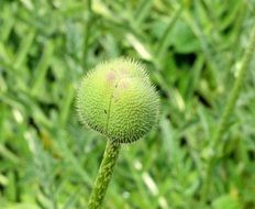 Closeup picture of poppy in button