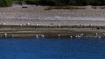 gulls along the river