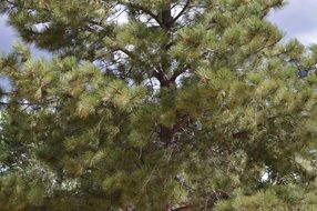 pine evergreen tree scene