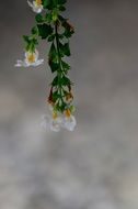sweeping white flower