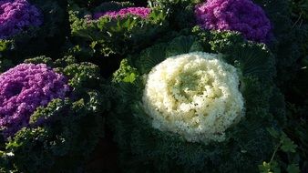plant with an unusual shape and flowering