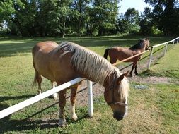 horses on a farm