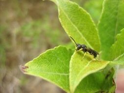 insect on a green spring plant