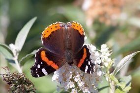 butterfly on spring flower