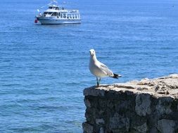 seagull standing on a rock