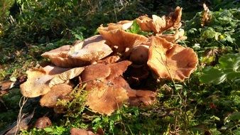 Lots of mushrooms in autumn season