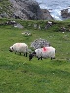 white sheep with red spots on a green meadow