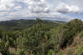 green forest in Thuringia