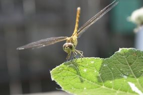dragonfly on the edge of a green leaf