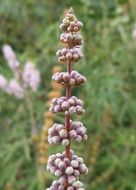 flower cocoons