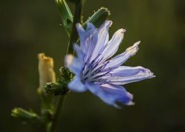 Common chicory blue flower close up