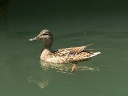 duck in muddy pond